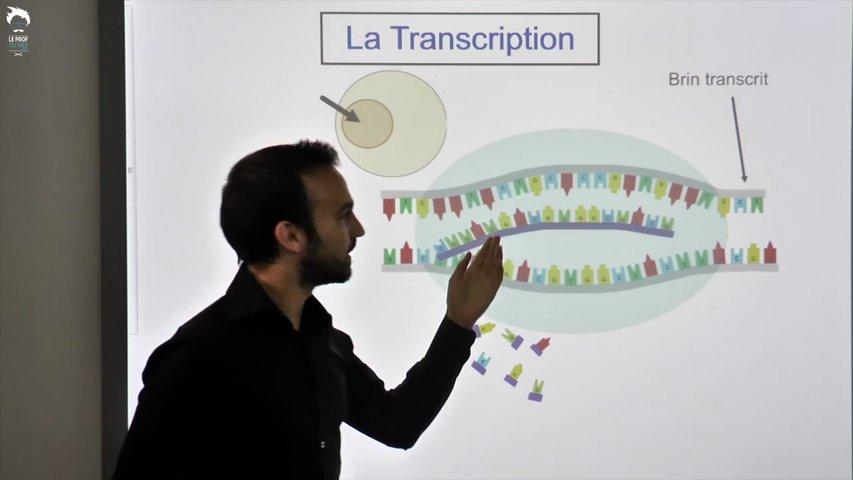 La transcription : de l’ADN à l’ARN
